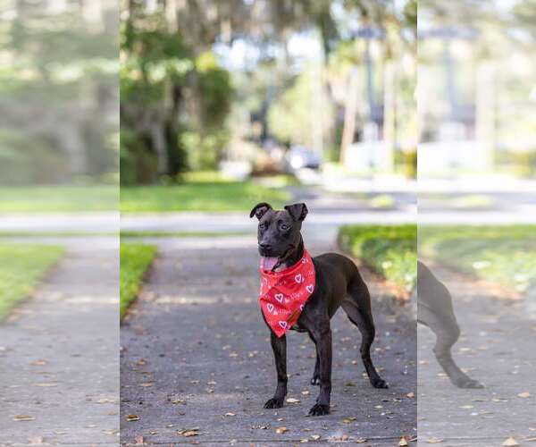 Medium Photo #2 Mutt Puppy For Sale in  Gainesville, FL, USA