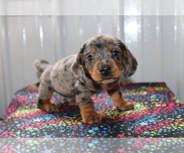 Medium Photo #1 Dachshund Puppy For Sale in BEDFORD, IN, USA