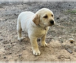 Labrador Retriever Puppy for sale in AUGUSTA, WI, USA