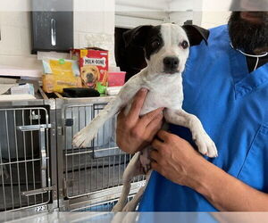 American Pit Bull Terrier-Unknown Mix Dogs for adoption in San Bernardino, CA, USA