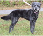 Small #6 Bearded Collie Mix
