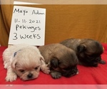 Small Photo #2 Pekingese Puppy For Sale in PLANO, TX, USA