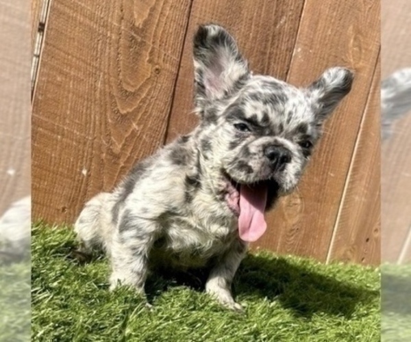 Medium Photo #5 French Bulldog Puppy For Sale in SEATTLE, WA, USA