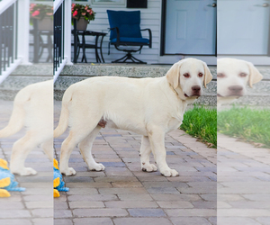 Labrador Retriever Puppy for sale in SYRACUSE, IN, USA