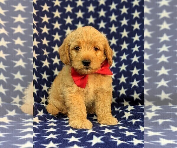 Medium Photo #3 Labradoodle-Poodle (Miniature) Mix Puppy For Sale in KIRKWOOD, PA, USA