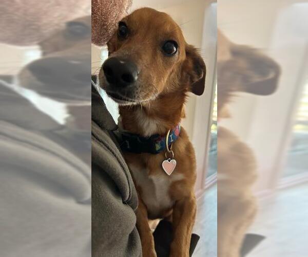 Medium Photo #3 Chiweenie Puppy For Sale in Los Angeles, CA, USA