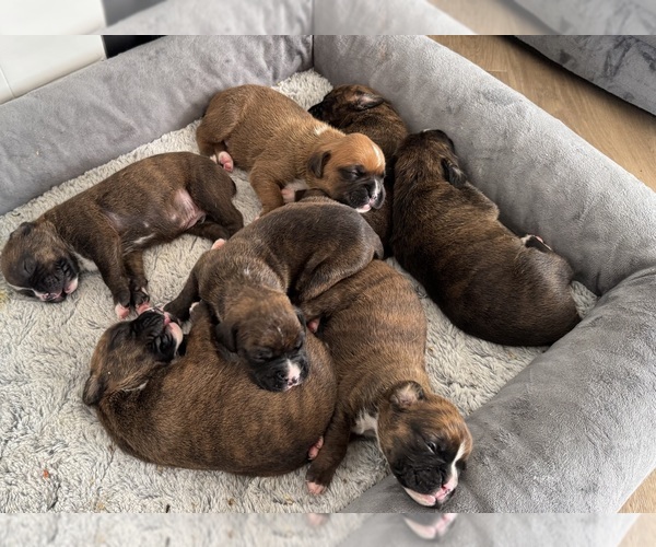 Medium Photo #1 Boxer Puppy For Sale in COLORADO SPRINGS, CO, USA