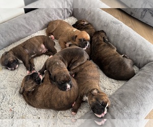 Boxer Litter for sale in COLORADO SPRINGS, CO, USA