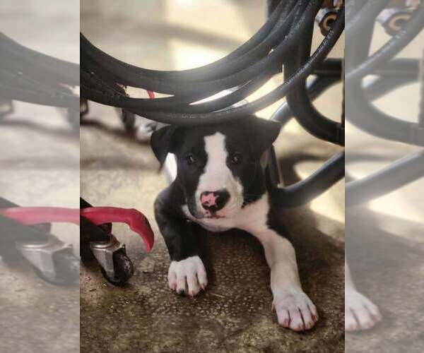 Medium Photo #2 Mutt Puppy For Sale in Candler, NC, USA