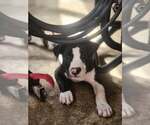 Small #1 Mutt