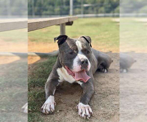 Medium Photo #4 American Pit Bull Terrier Puppy For Sale in Charlotte, NC, USA