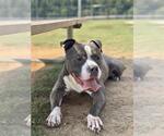 Small #3 American Pit Bull Terrier