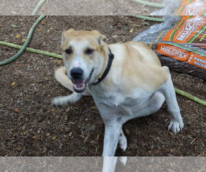 Labrador Retriever-Unknown Mix Dogs for adoption in Doylestown, PA, USA