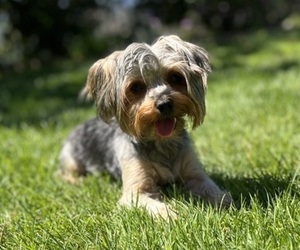 Mother of the Yorkshire Terrier puppies born on 06/19/2023