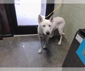 Siberian Husky-Unknown Mix Dogs for adoption in Tulsa, OK, USA