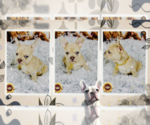 Small Photo #5 English Bulldog Puppy For Sale in ATHENS, GA, USA