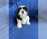 Small #7 Shih Tzu