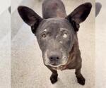 Small #1 Labrador Retriever Mix