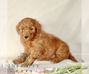 Goldendoodle (Miniature) Puppy for sale in GORDONVILLE, PA, USA