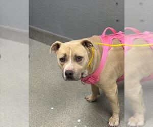 Mutt Dogs for adoption in Las Vegas, NV, USA