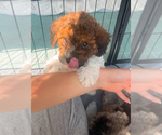 Small #1 Poochon