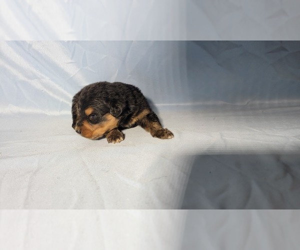 Medium Photo #10 Golden Mountain Dog Puppy For Sale in BLACK FOREST, CO, USA