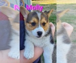 Puppy Molly Pembroke Welsh Corgi