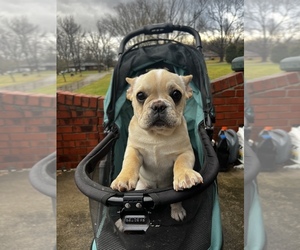 French Bulldog Dog for Adoption in HAMILTON, Ohio USA