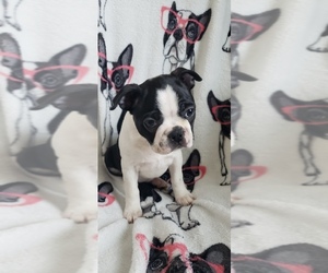 Boston Terrier Puppy for sale in OLDTOWN, ID, USA