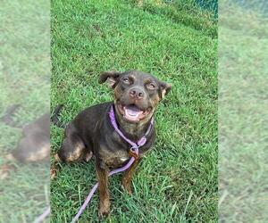 Staffordshire Bull Terrier Dogs for adoption in Springfield, MA, USA