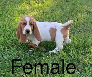 Basset Hound Puppy for sale in INDIANAPOLIS, IN, USA