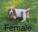 Small Photo #1 Basset Hound Puppy For Sale in INDIANAPOLIS, IN, USA
