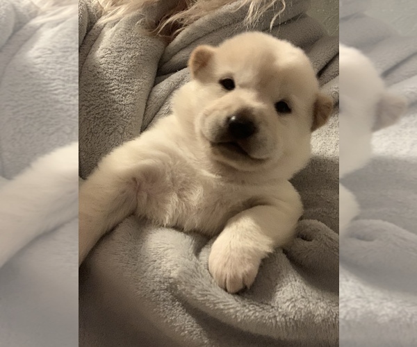 Medium Photo #2 Shiba Inu Puppy For Sale in MERRITT IS, FL, USA