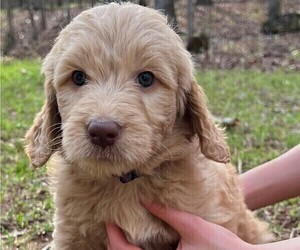 Medium Goldendoodle