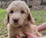 Small Photo #22 Goldendoodle Puppy For Sale in MORELAND, GA, USA