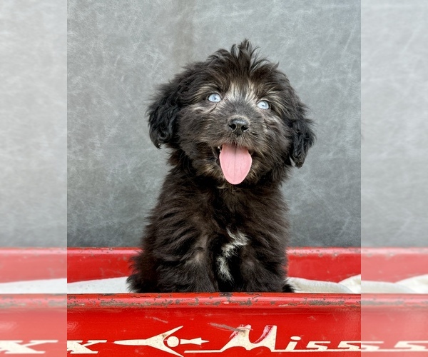 Medium Photo #7 Aussiedoodle Puppy For Sale in OCALA, FL, USA
