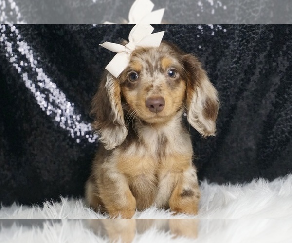 Medium Photo #1 Dachshund Puppy For Sale in WARSAW, IN, USA