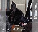 Small #3 German Shepherd Dog