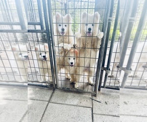 Samoyed Puppy for sale in MELISSA, TX, USA