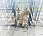 Small Samoyed