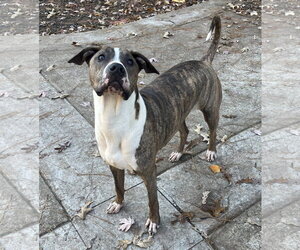 Jimmy - Louisiana Litter - Male Mutt Dog for Adoption - Photo #10