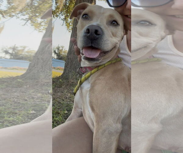 Medium Photo #4 Pointer Puppy For Sale in Sanford, FL, USA