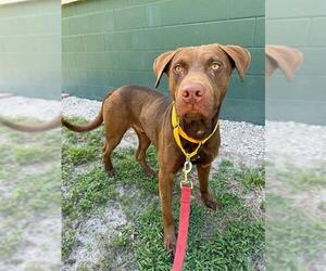 Labrador Retriever-Unknown Mix Dogs for adoption in Naples, FL, USA