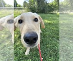 Small #2 Labrador Retriever Mix