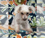 Small #4 Poodle (Toy)