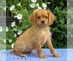 Small #4 Cavapoo