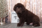 Small Photo #5 Newfoundland Puppy For Sale in BEL AIR, MD, USA