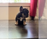 Small Photo #2 French Bulldog Puppy For Sale in GREENVILLE, SC, USA