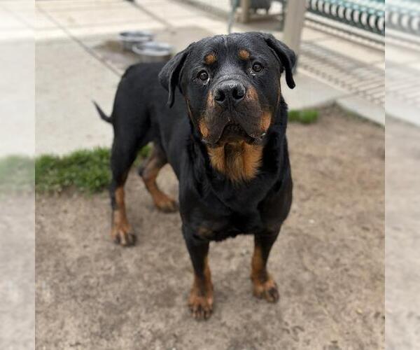 Medium Photo #1 Rottweiler Puppy For Sale in Modesto, CA, USA