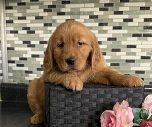 Golden Retriever Puppy for sale in THORP, WI, USA